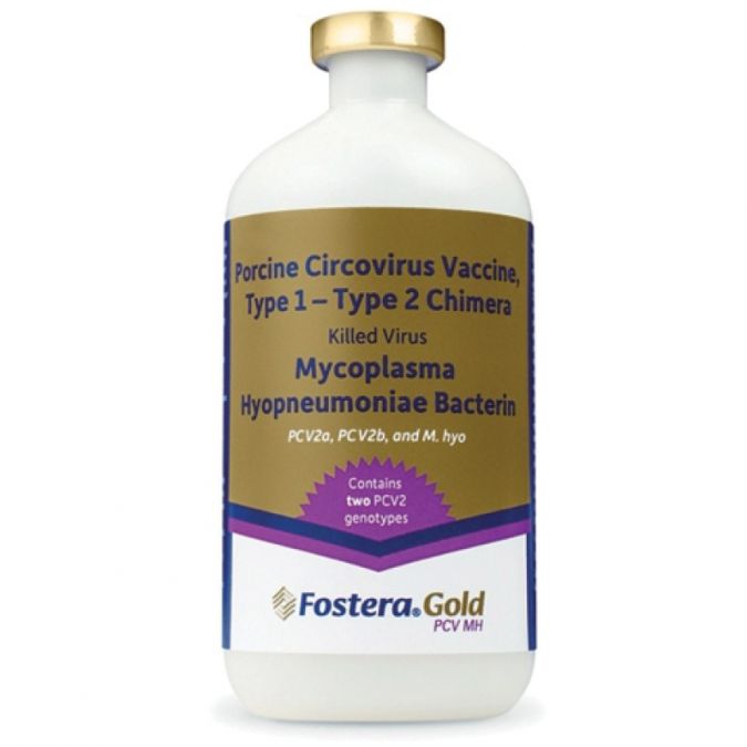 Fostera Gold PCV MH